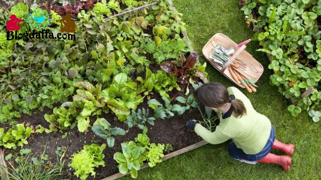 Detail Desain Kebun Sayur Nomer 19