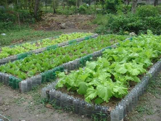 Detail Desain Kebun Sayur Nomer 3