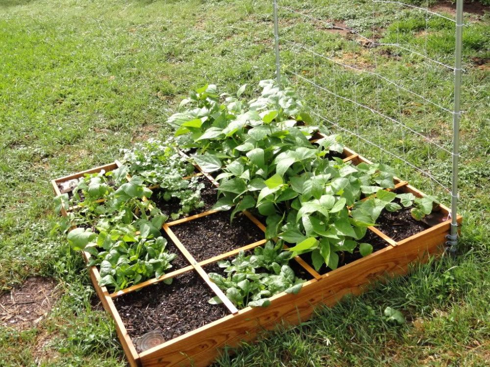 Detail Desain Kebun Sayur Nomer 22