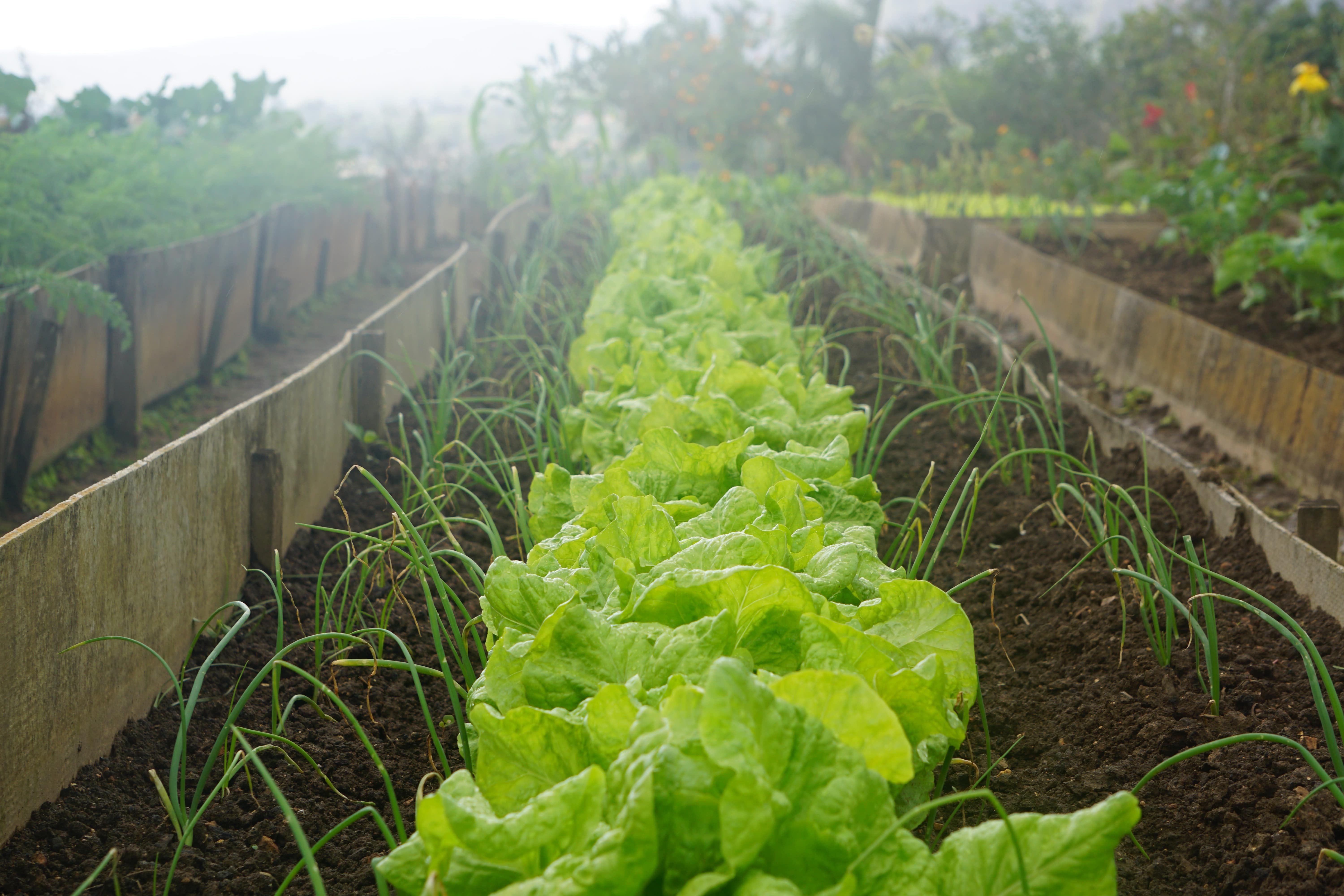 Detail Desain Kebun Sayur Nomer 25