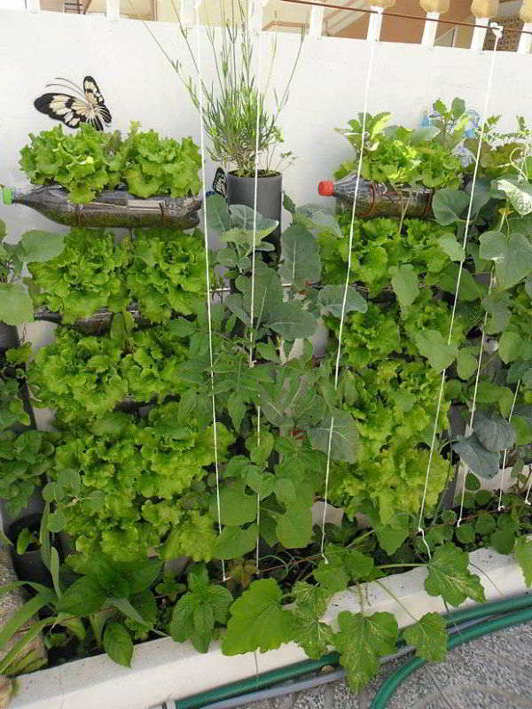 Detail Desain Kebun Sayur Nomer 26