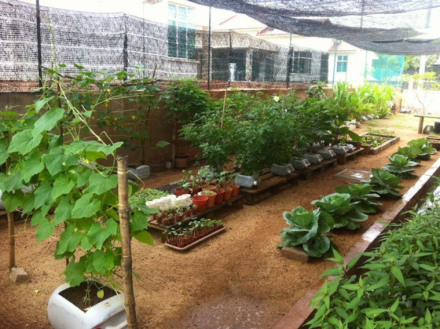 Detail Desain Kebun Sayur Nomer 29