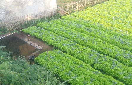 Detail Desain Kebun Sayur Nomer 31