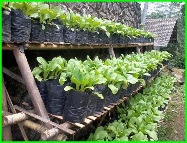 Detail Desain Kebun Sayur Nomer 35