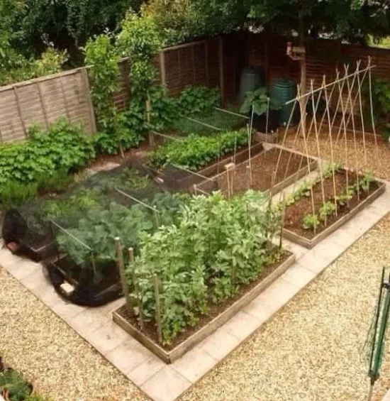 Detail Desain Kebun Sayur Nomer 39