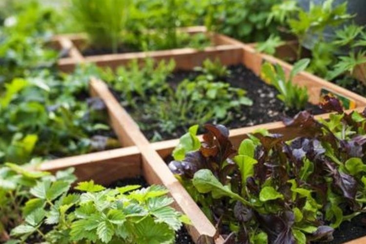 Detail Desain Kebun Sayur Nomer 40