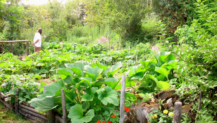 Detail Desain Kebun Sayur Nomer 42