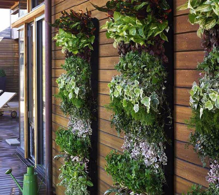Detail Desain Kebun Sayur Nomer 43