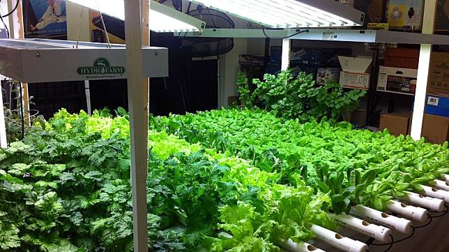 Detail Desain Kebun Sayur Nomer 44