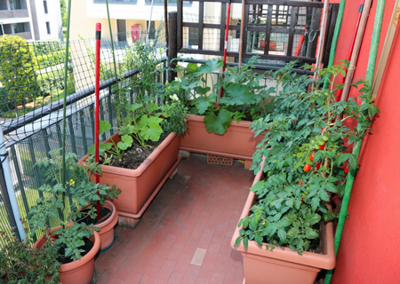 Detail Desain Kebun Sayur Nomer 46