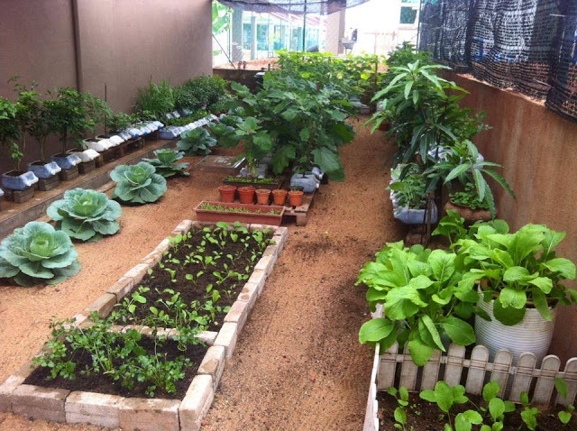 Detail Desain Kebun Sayur Nomer 50