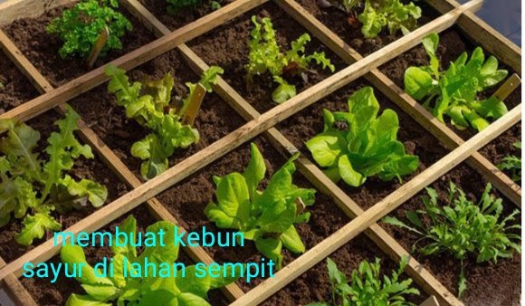 Detail Desain Kebun Sayur Nomer 52