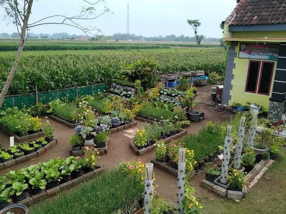 Detail Desain Kebun Sayur Nomer 9