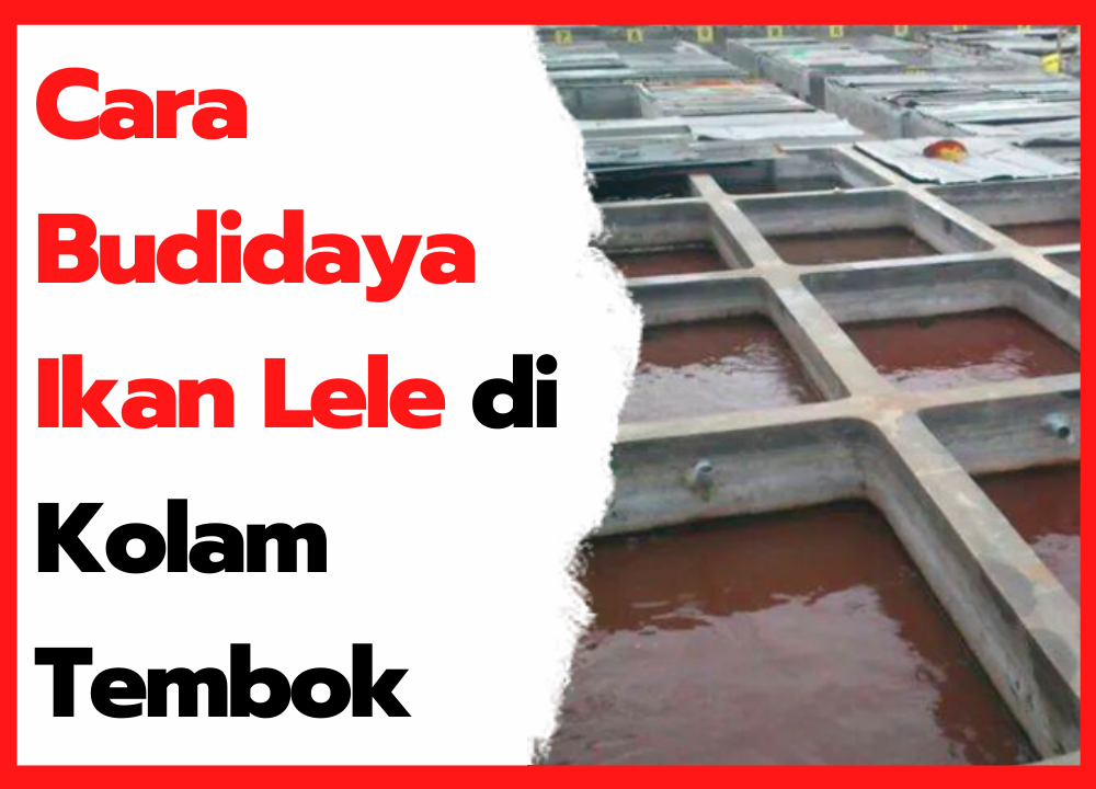 Detail Desain Kolam Lele Beton Nomer 20