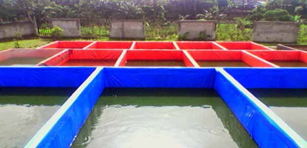 Detail Desain Kolam Lele Beton Nomer 26