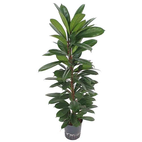 Feigenbaum Halbschatten - KibrisPDR