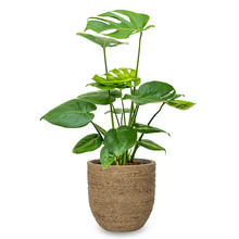 Detail Feigenbaum Halbschatten Nomer 15