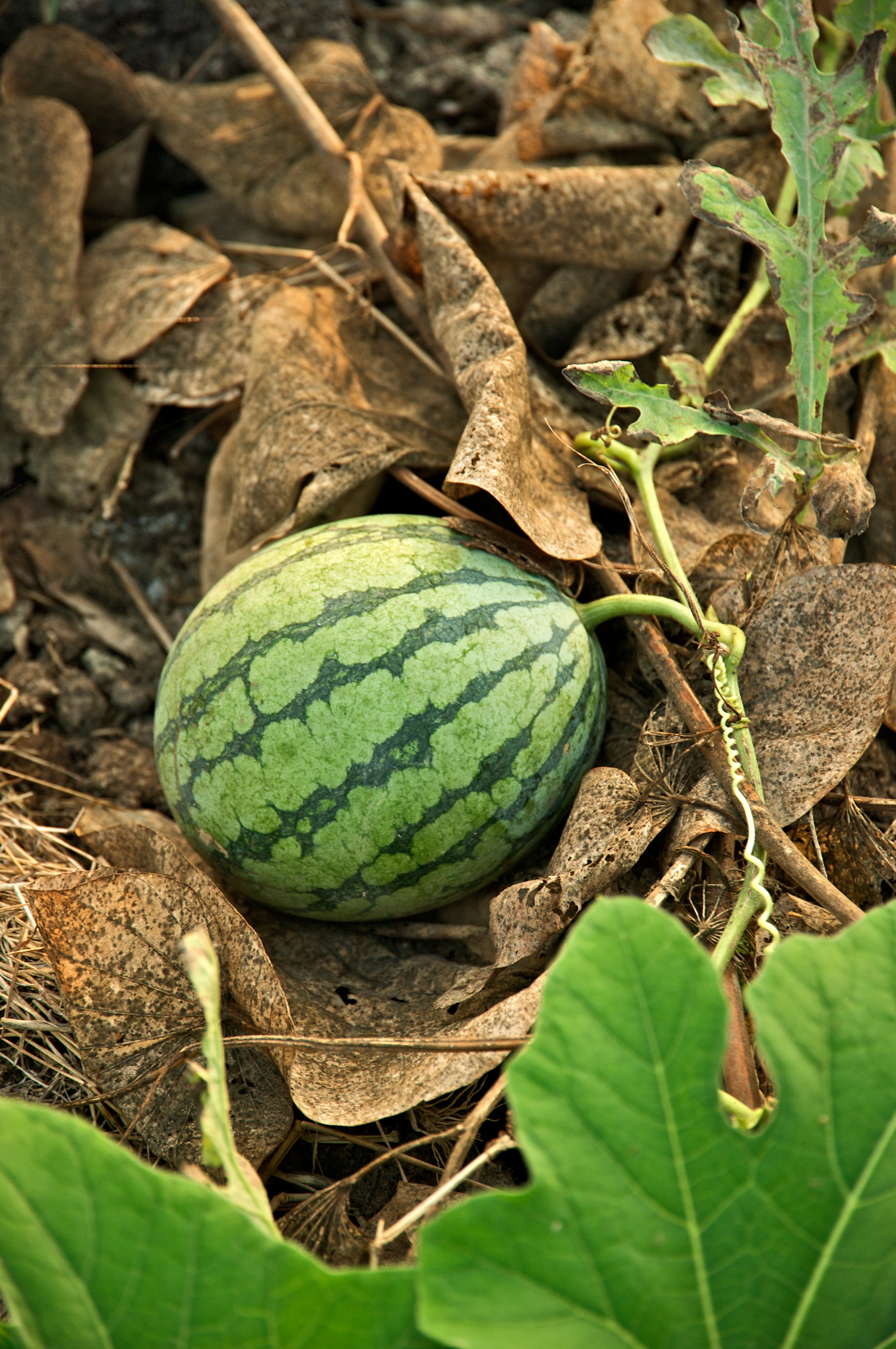 Detail Image Of Watermelon Nomer 16