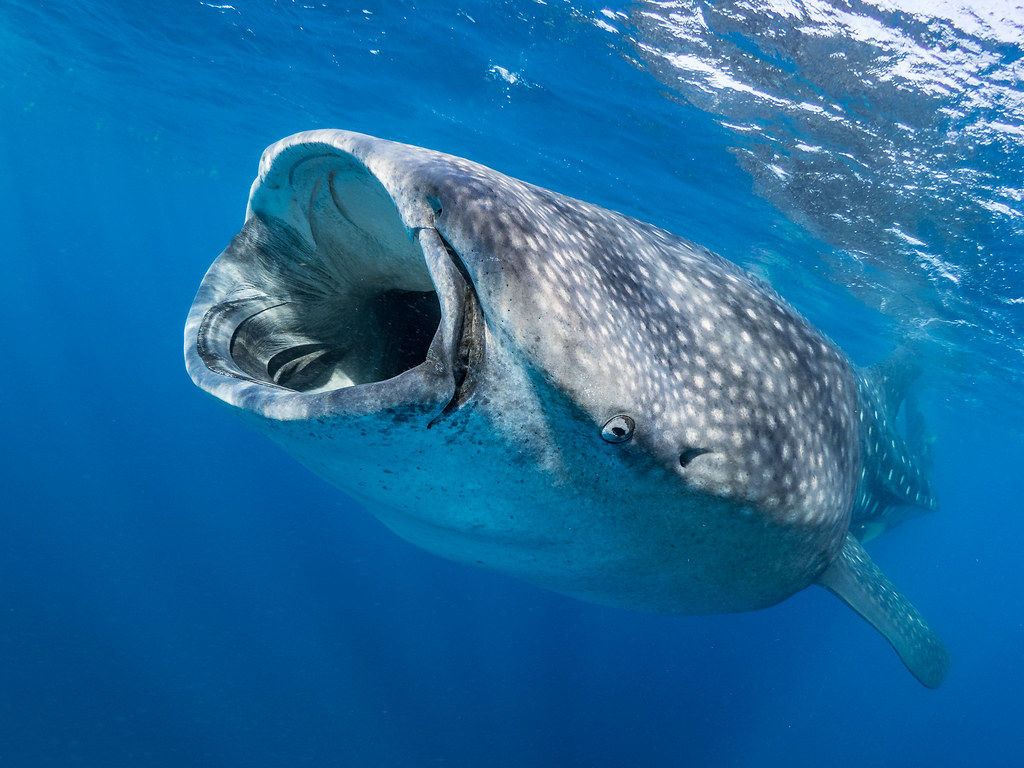 Detail Image Of Whale Fish Nomer 27