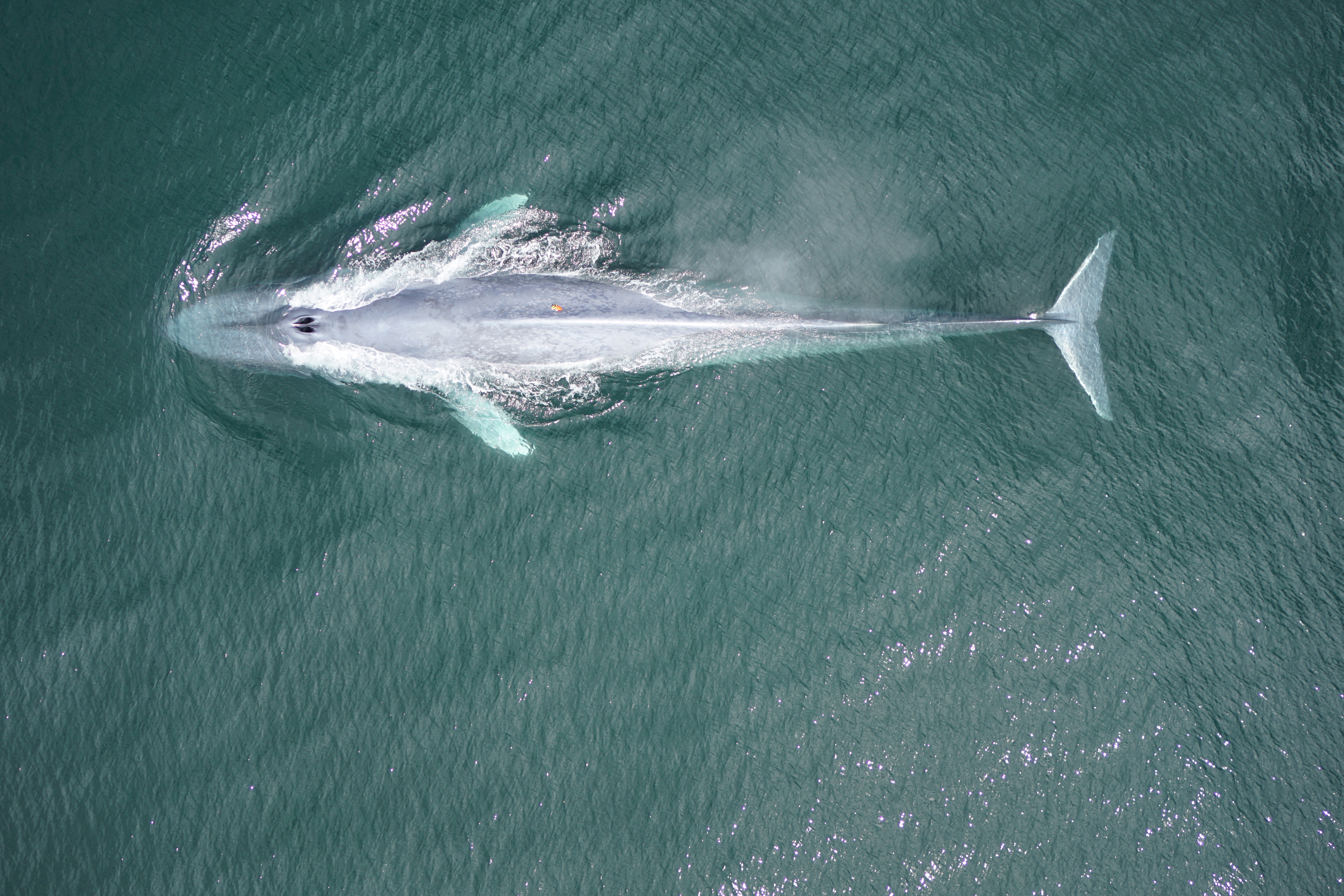 Detail Image Of Whale Fish Nomer 29