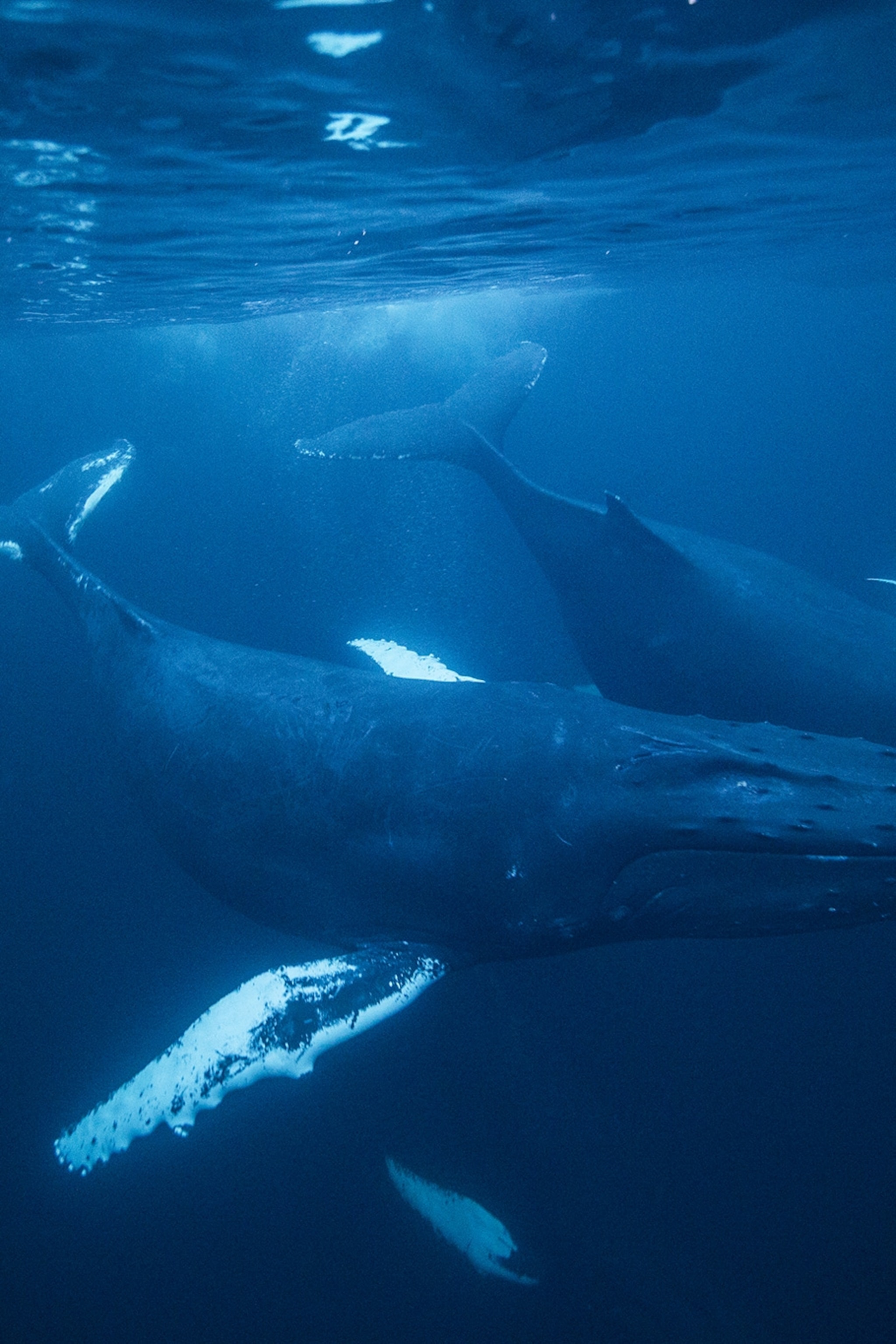 Detail Image Of Whale Fish Nomer 41