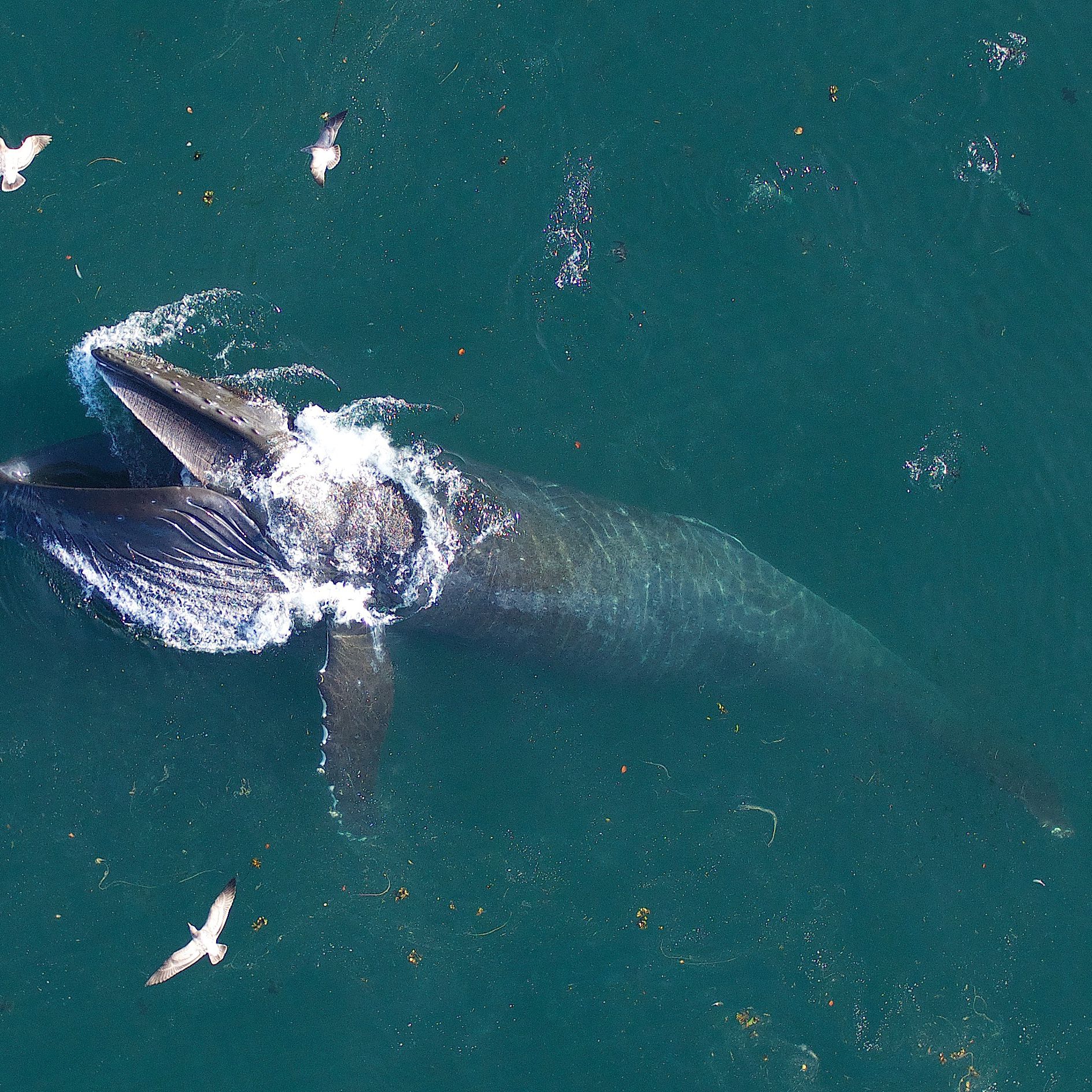 Detail Image Of Whale Fish Nomer 54