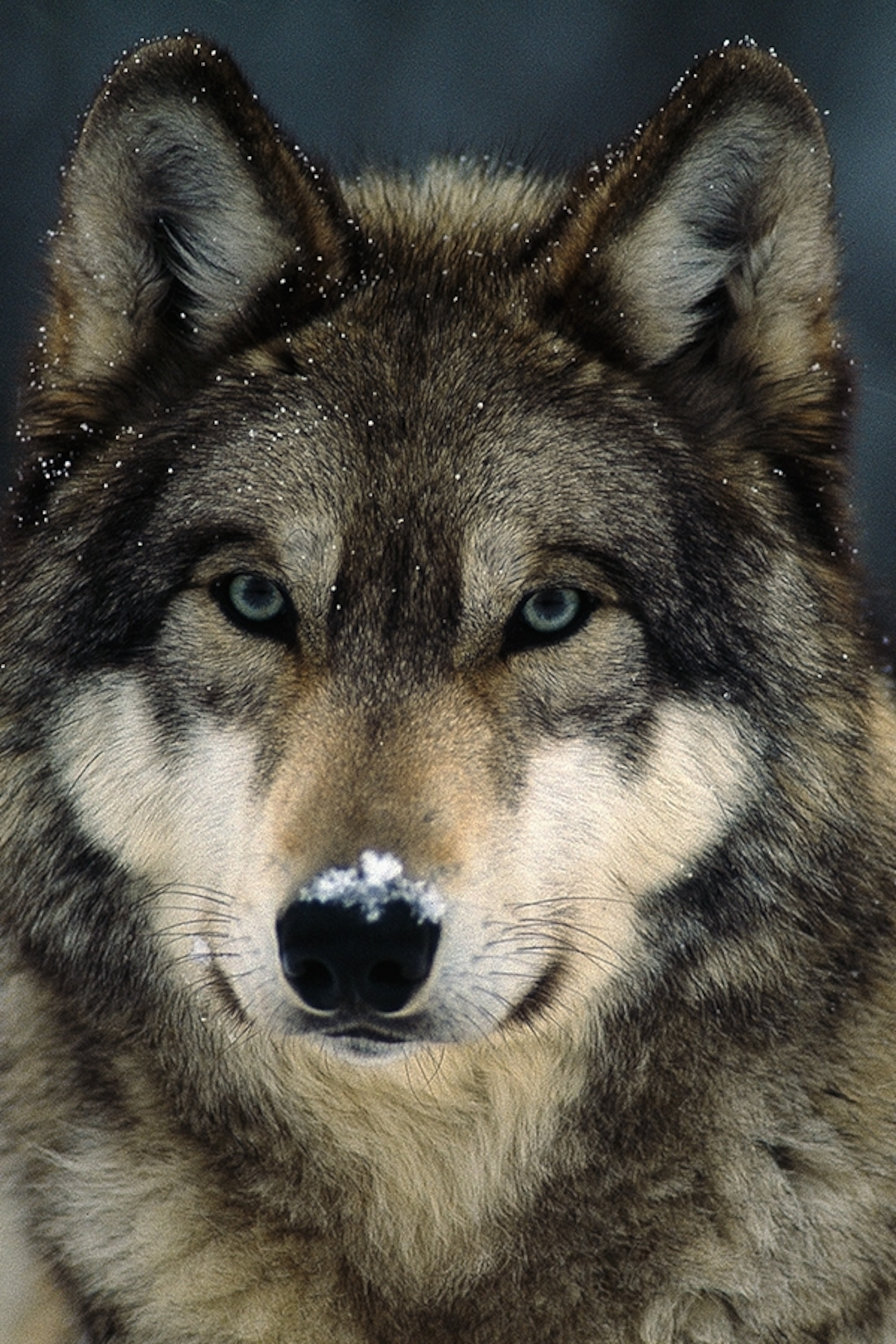 Detail Image Of Wolf Nomer 2