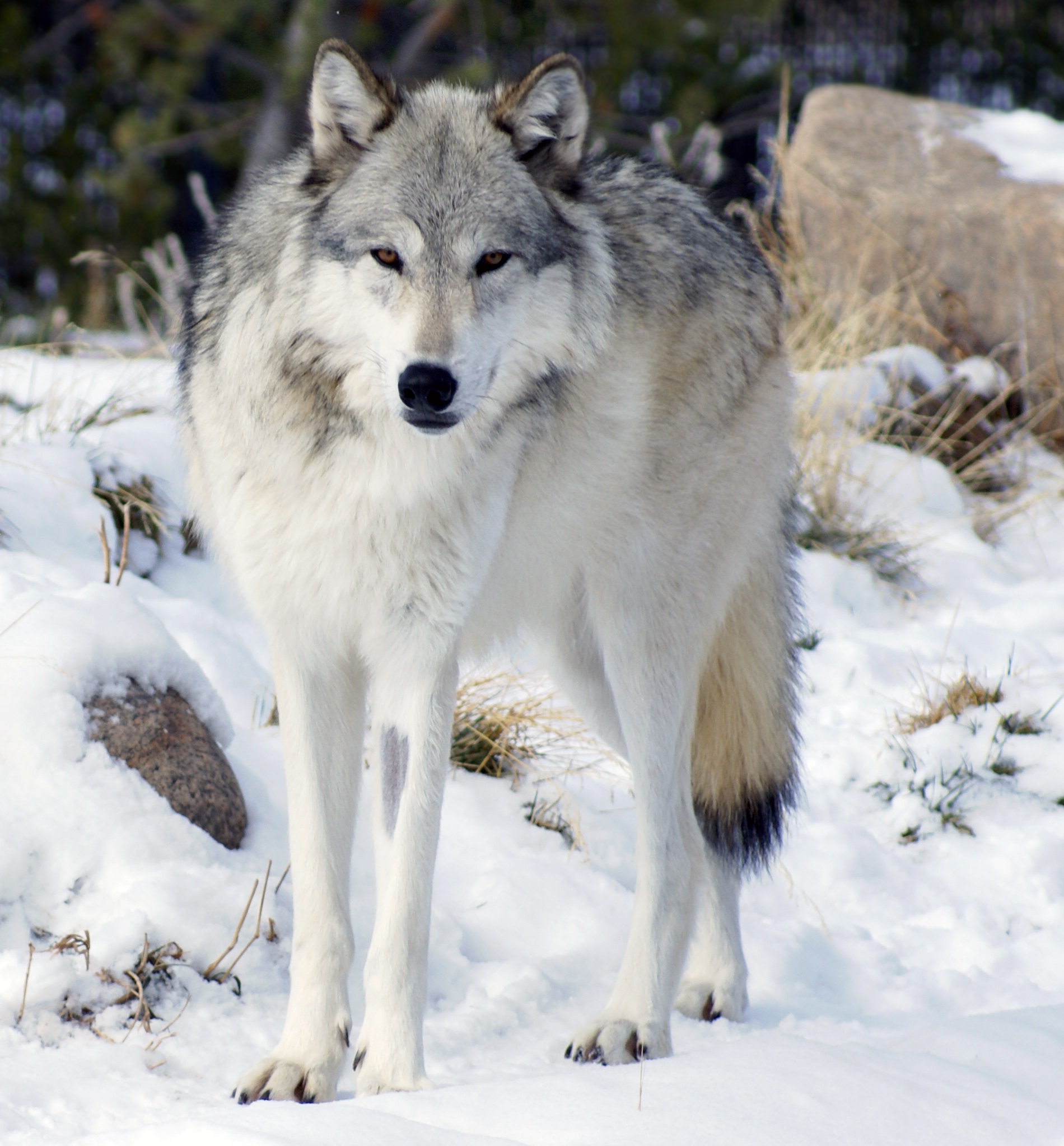 Detail Image Of Wolf Nomer 15