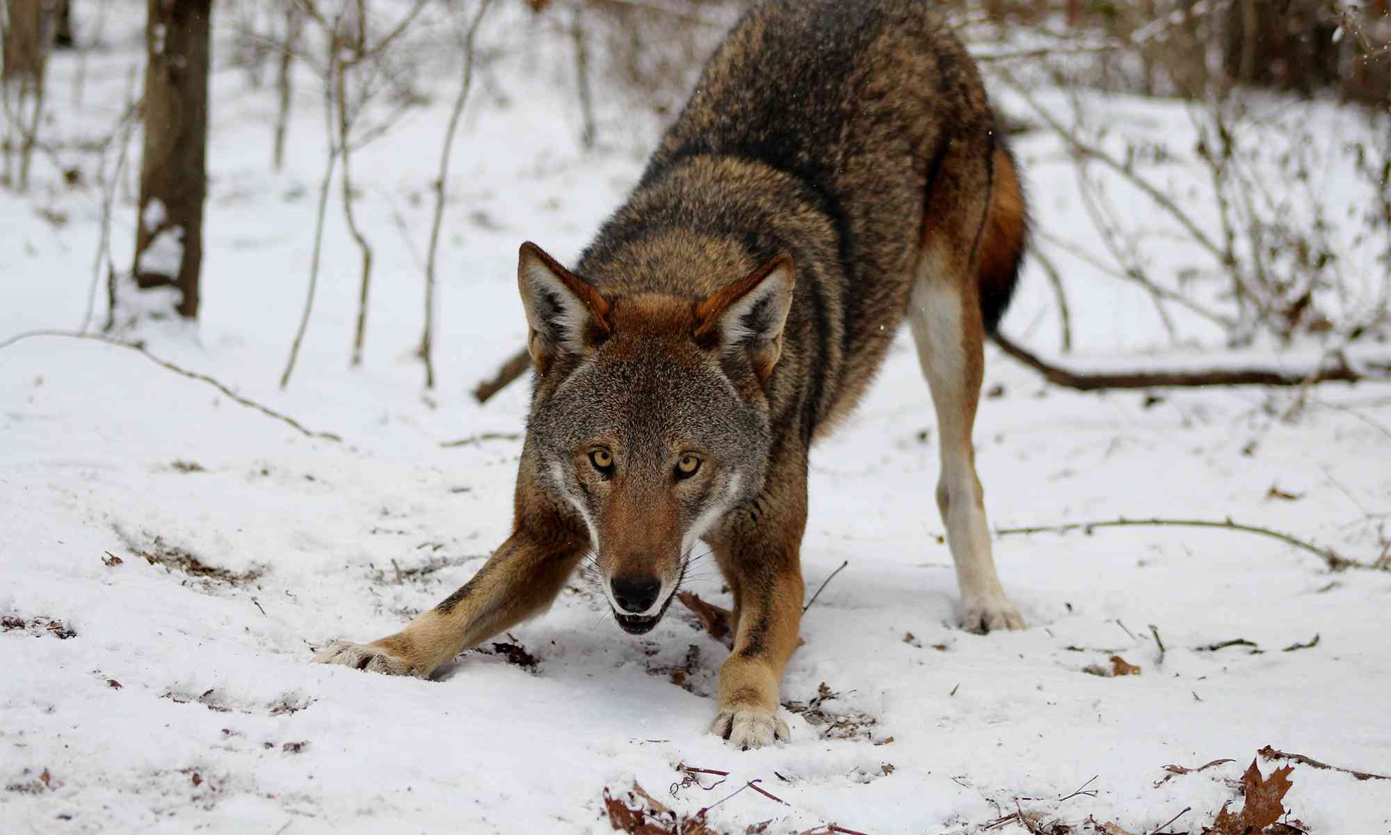 Detail Image Of Wolf Nomer 36
