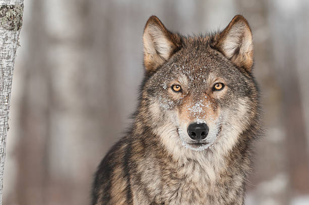 Detail Image Of Wolf Nomer 6