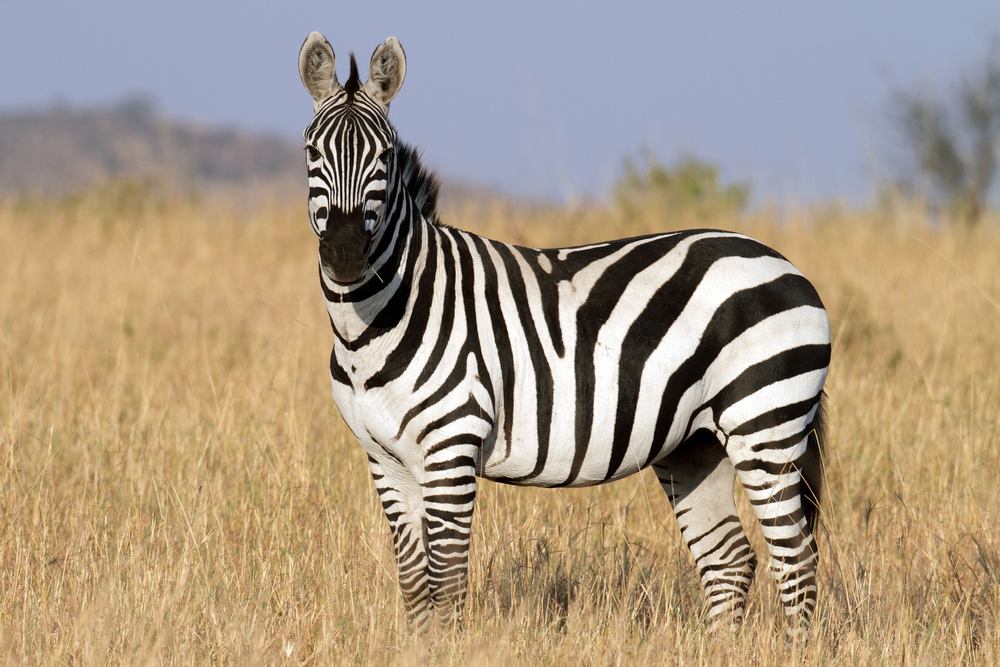 Image Of Zebra - KibrisPDR