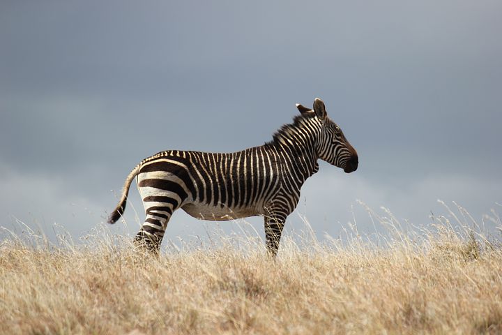 Detail Image Of Zebra Nomer 53