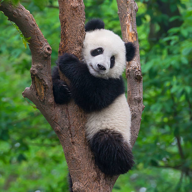 Detail Image Panda Nomer 2