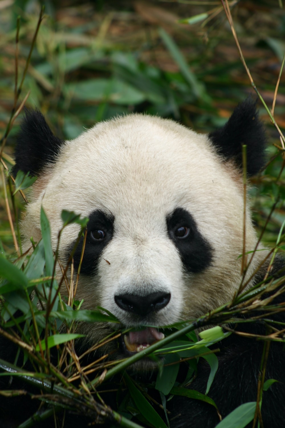 Detail Image Panda Nomer 34