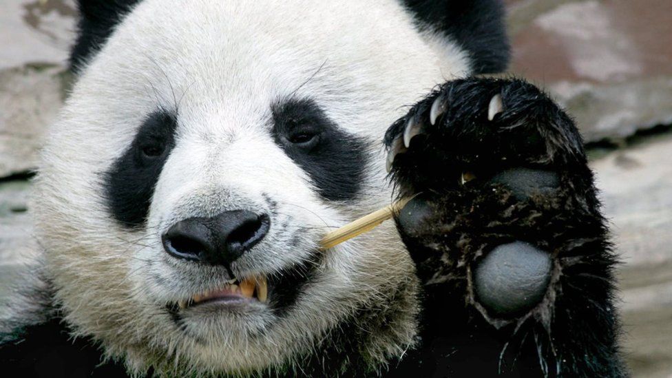 Detail Image Panda Nomer 45