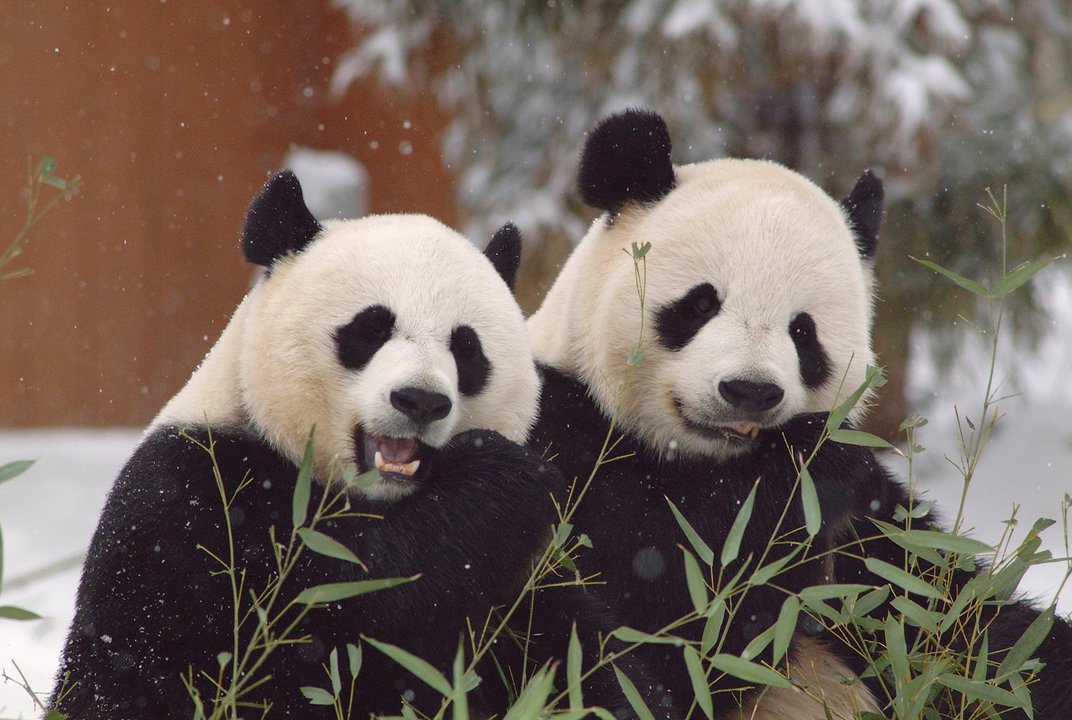 Detail Image Panda Nomer 46