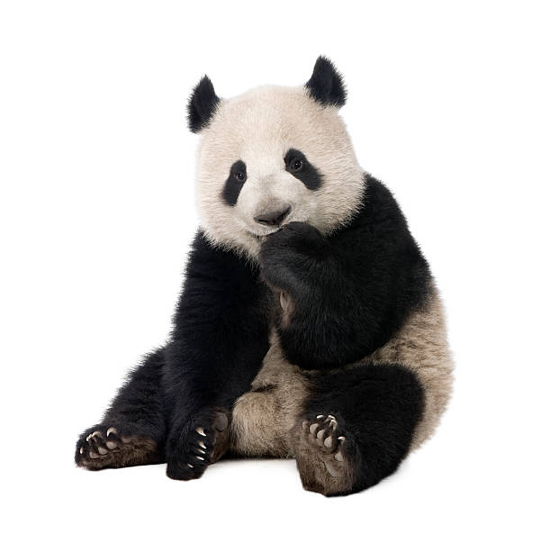 Detail Image Panda Nomer 8