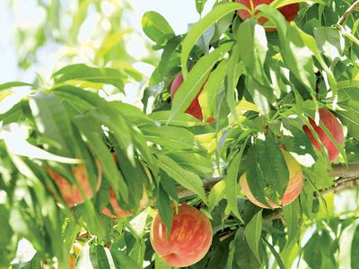 Detail Image Peach Nomer 29