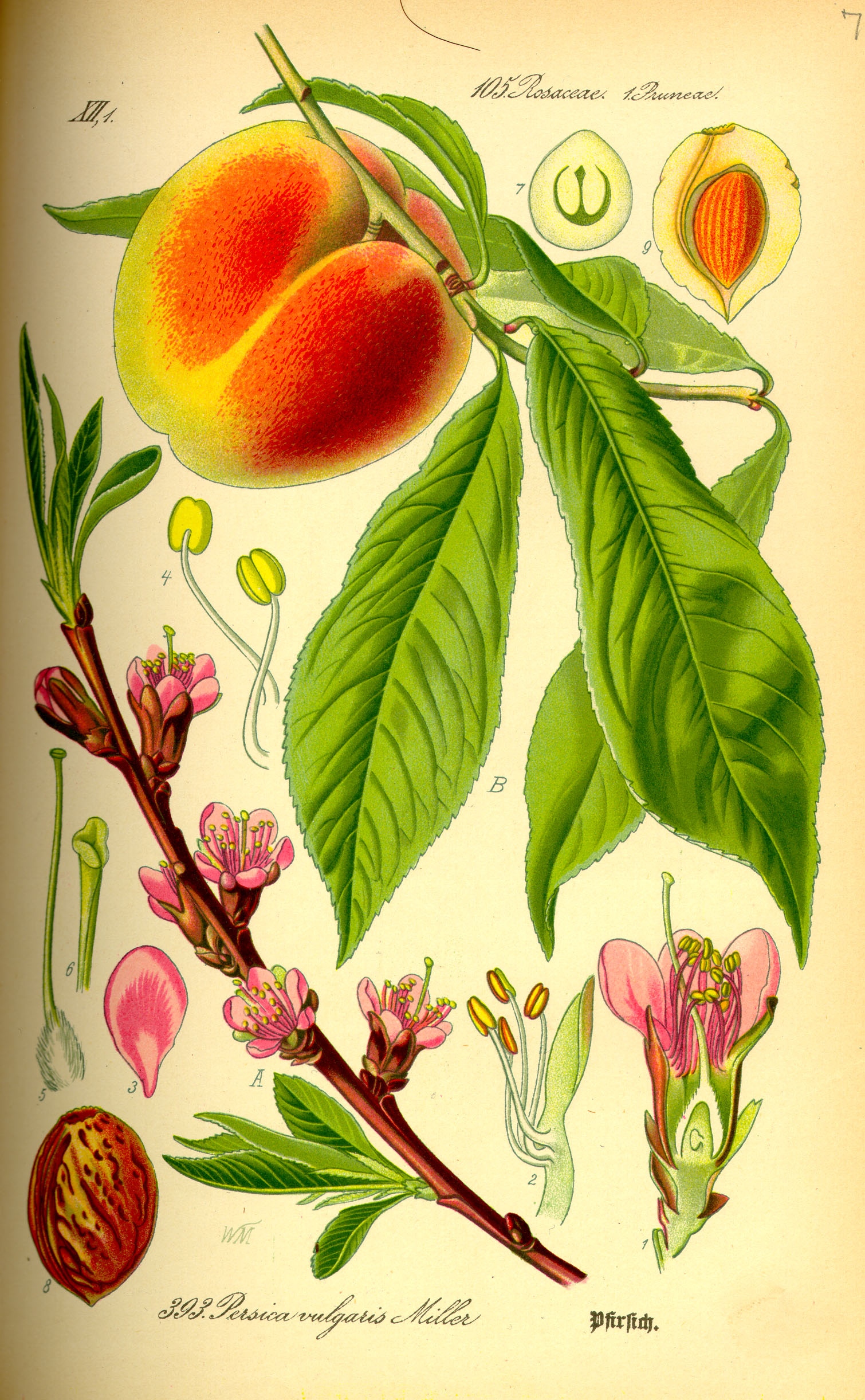 Detail Image Peach Nomer 42
