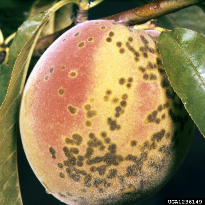 Detail Image Peach Nomer 56