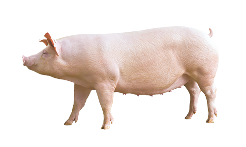 Detail Image Pig Nomer 3