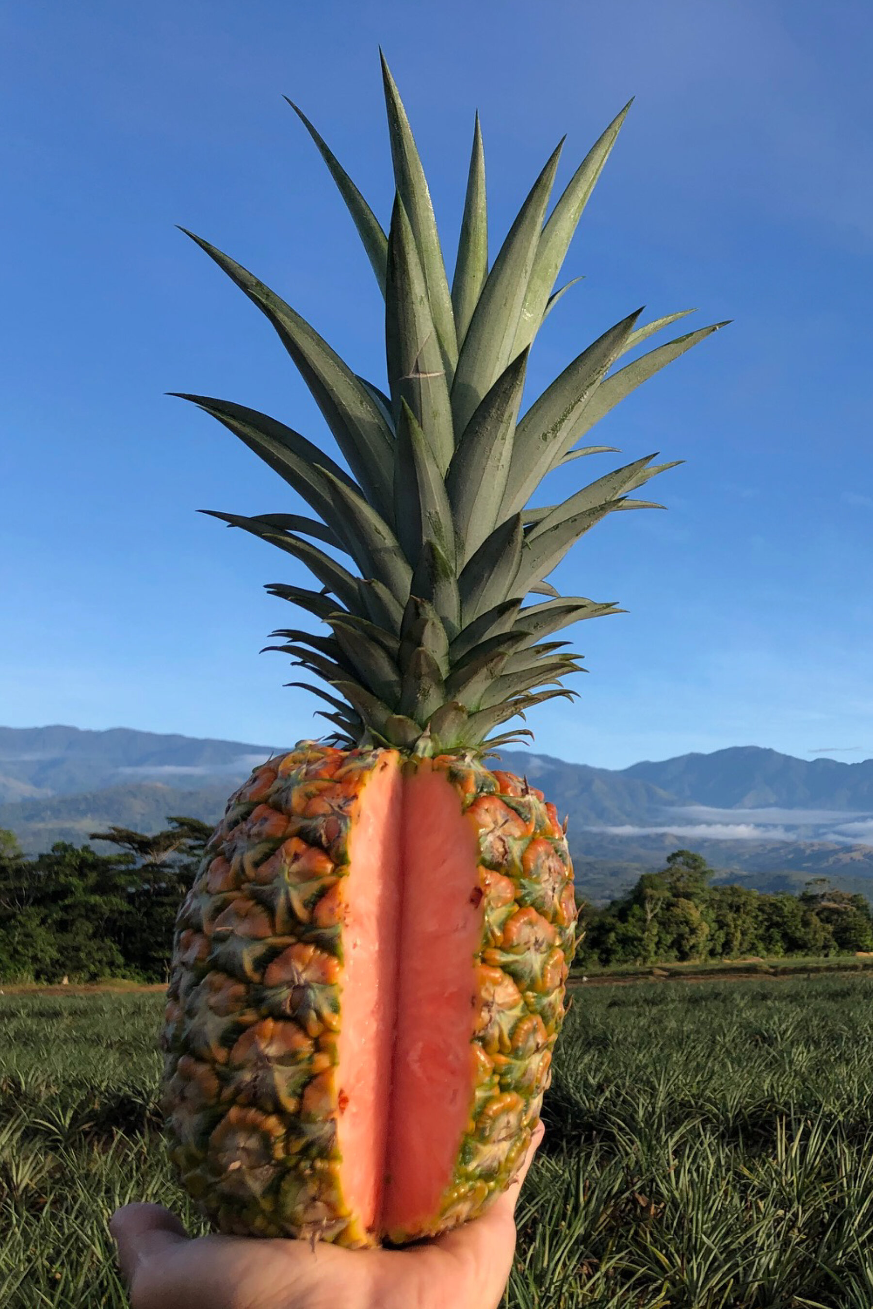 Detail Image Pineapple Nomer 41