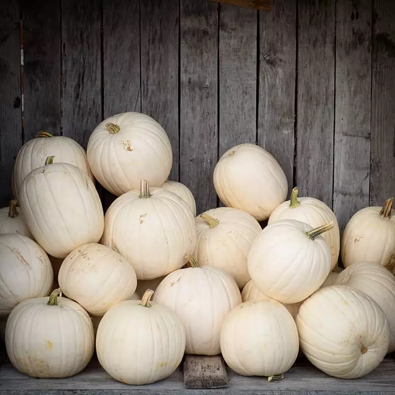 Detail Image Pumpkin Nomer 28