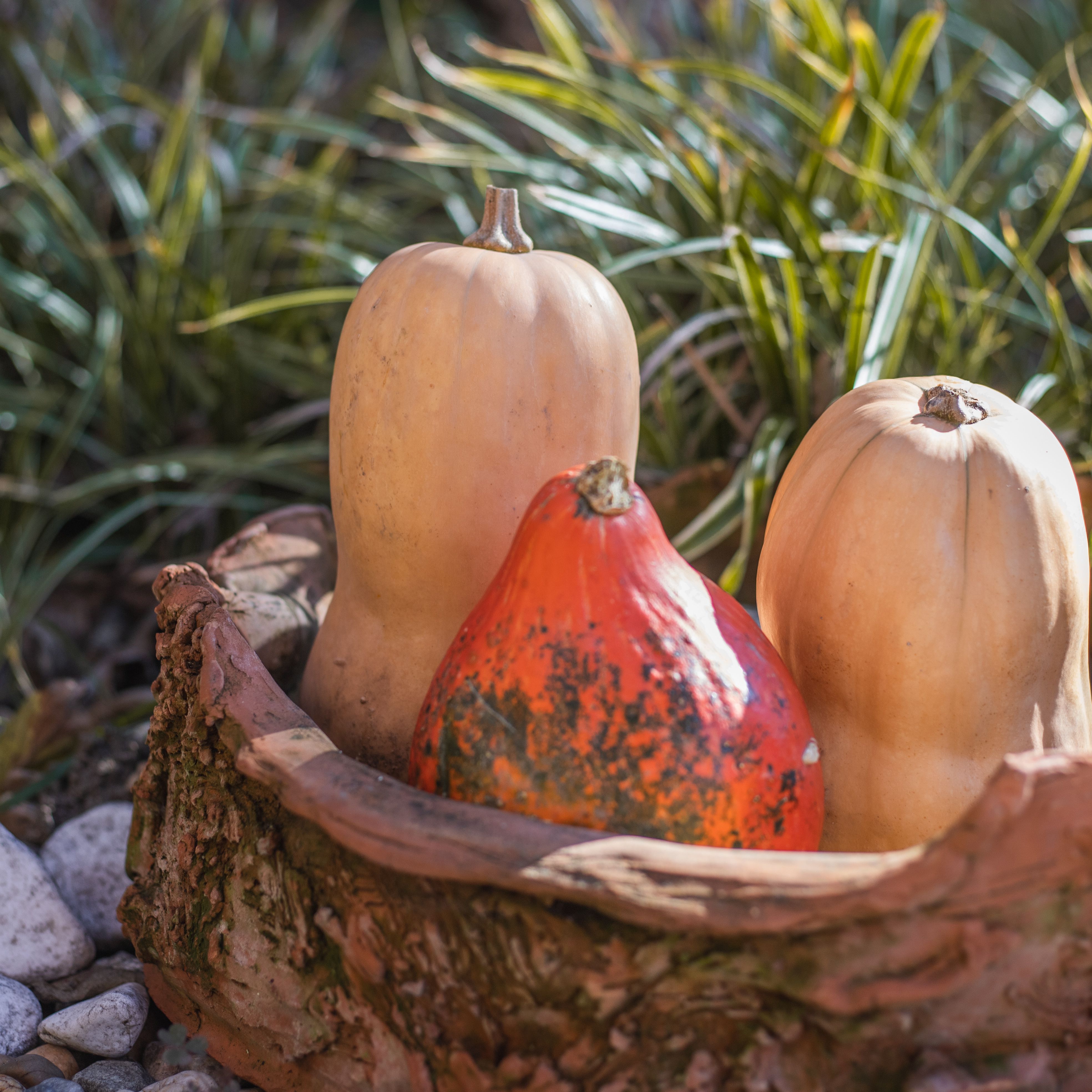 Detail Image Pumpkin Nomer 33