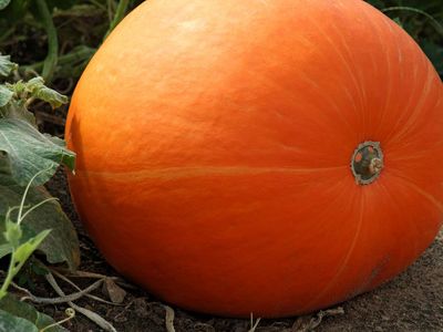 Detail Image Pumpkin Nomer 41