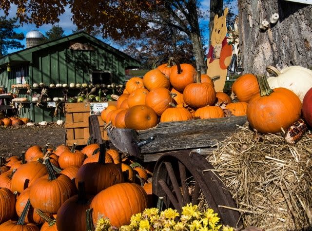 Detail Image Pumpkin Nomer 46