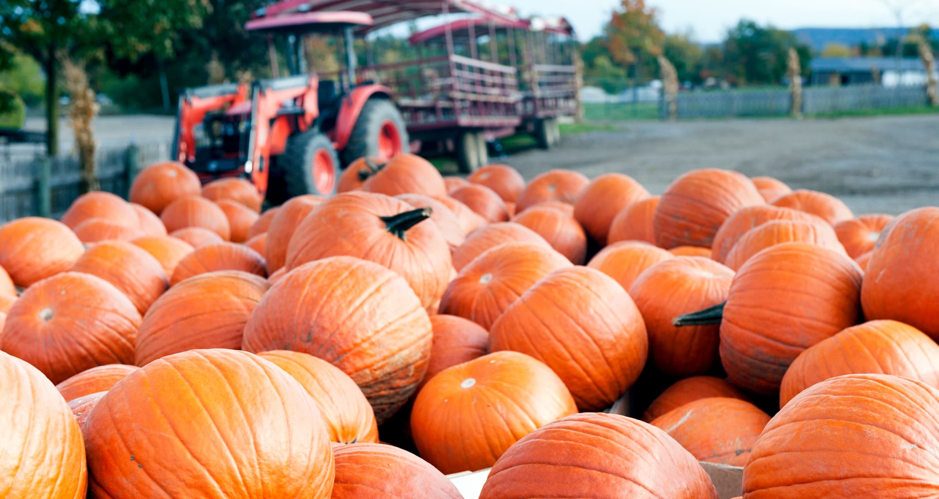 Detail Image Pumpkin Nomer 50