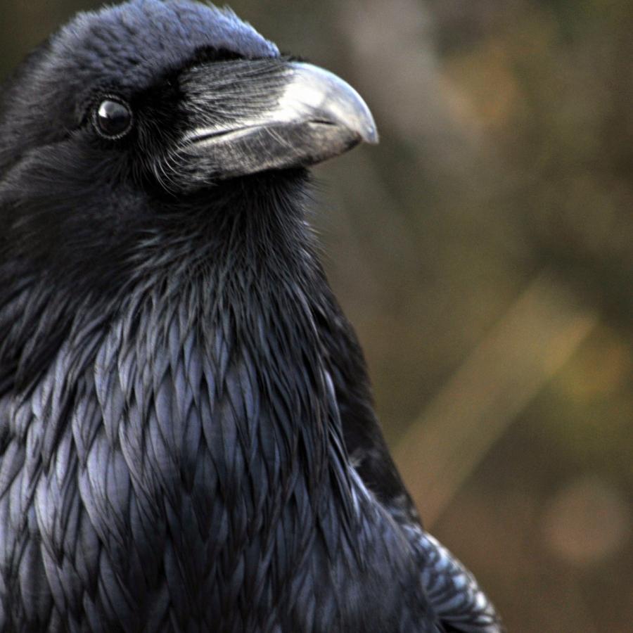 Detail Image Raven Nomer 11