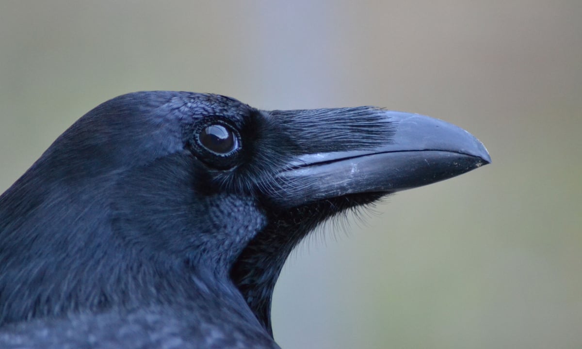 Detail Image Raven Nomer 31