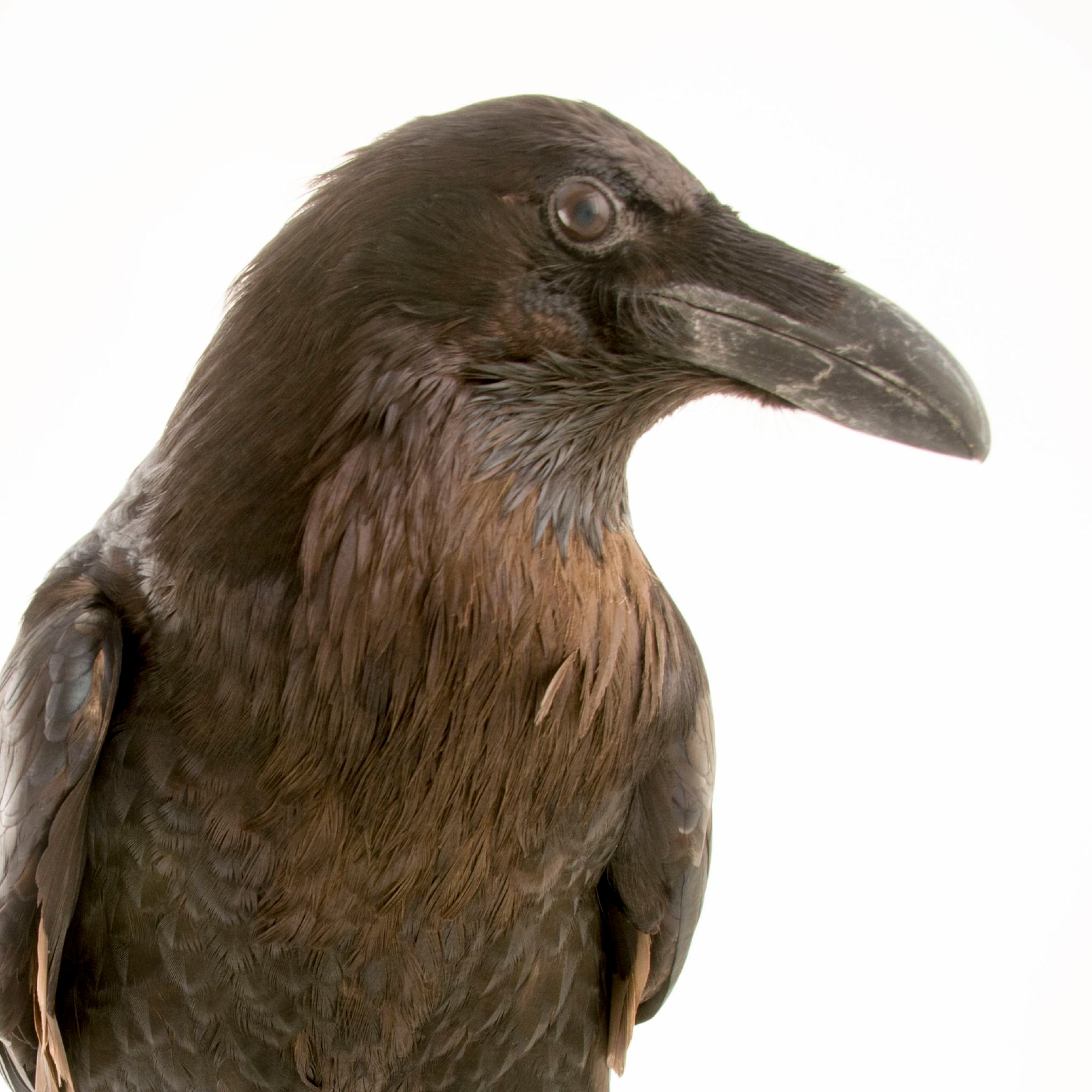Detail Image Raven Nomer 47
